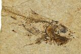 Oligocene Fossil Deep-Sea Hatchetfish (Polyipnus) - Poland #374278-1